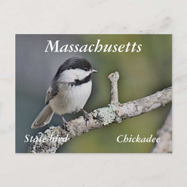 Chickadee Vykort (Framsida)