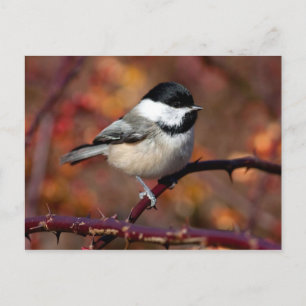 Chickadee Vykort