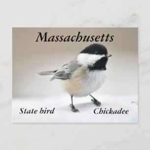 Chickadee Vykort