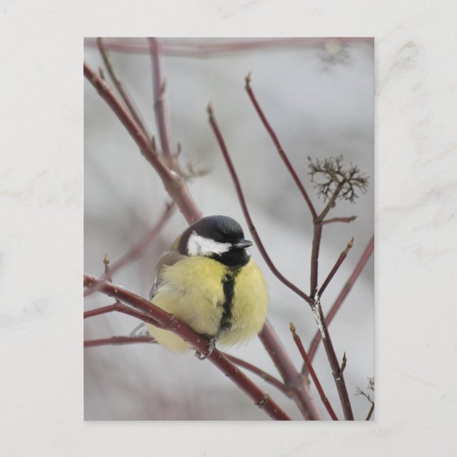 Chickadee Vykort (Framsida)