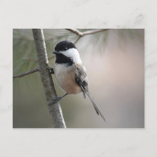 Chickadee Vykort