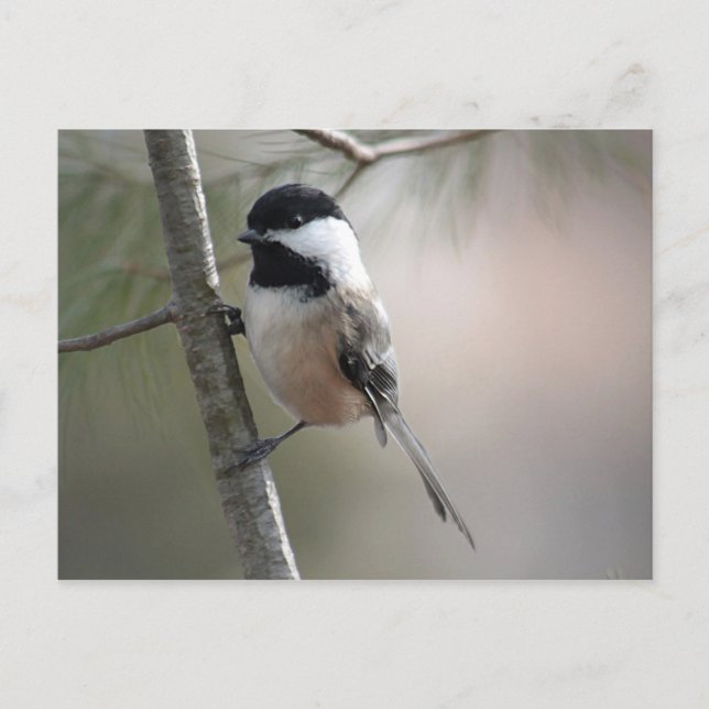 Chickadee Vykort (Framsida)