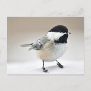 Chickadee Vykort