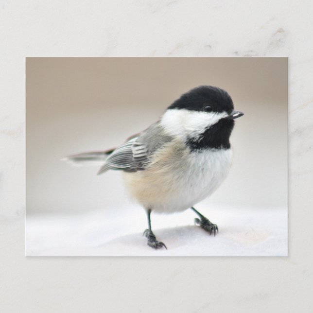 Chickadee Vykort (Framsida)