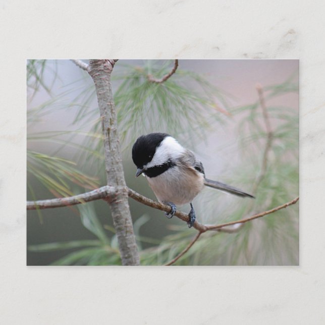 Chickadee Vykort (Framsida)