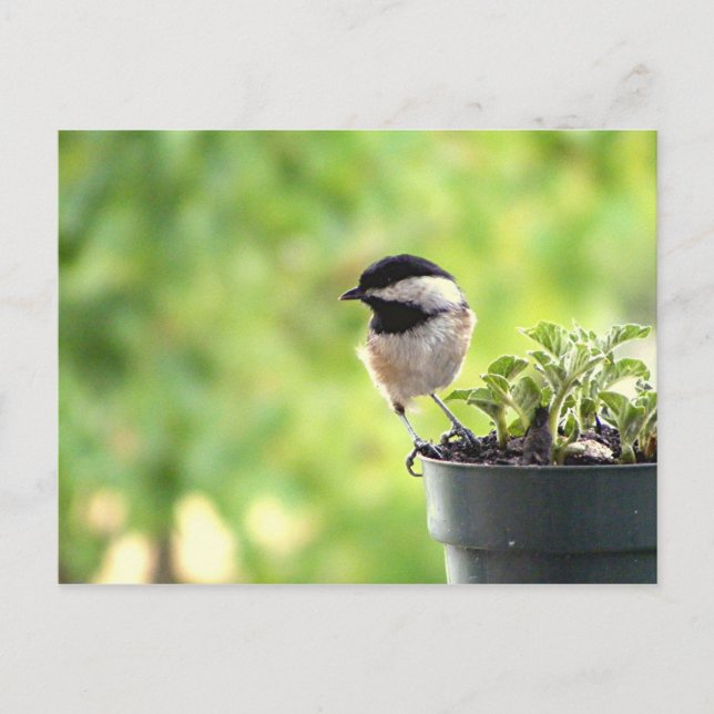 Chickadee Vykort (Framsida)