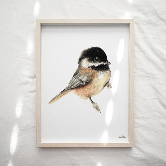 Chickadee Watercolor Art Skriv ut Poster (Chickadee Watercolor Art Print
from Jennifer Steffen, Jenn Steffen Art. )
