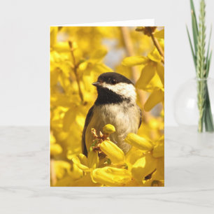 Chickadeefågeln i gula blommor förbigår kortet kort
