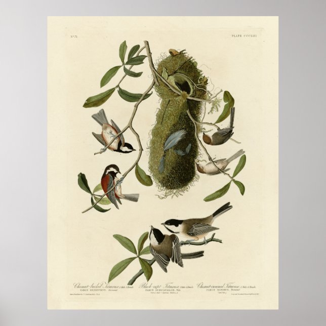 Chickadees and Bushtit, Audubon's Birds of America Poster (Framsidan)