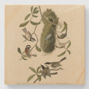 Chickadees and Bushtit, Audubon's Birds of America Stenunderlägg