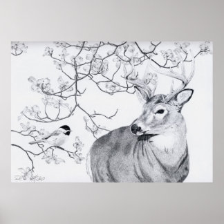 Chickadees Sång Poster