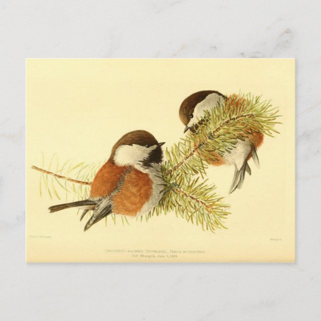 Chickadees Vykort (Framsida)