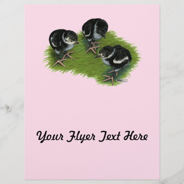 Chickar av fasasant Black Reklamblad (Framsidan)