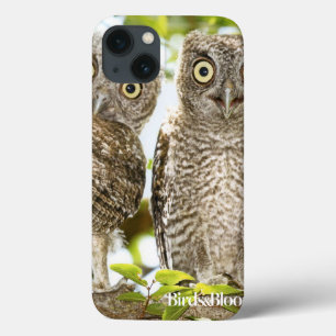 Chickar för Screechugglor
