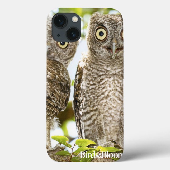 Chickar för Screechugglor (Baksida)