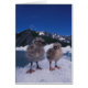 chickar, Larus canus, på ett isberg vid Hälsningskort (Framsidan)
