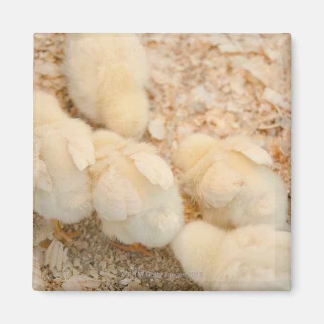 chickar magnet (Framsidan)