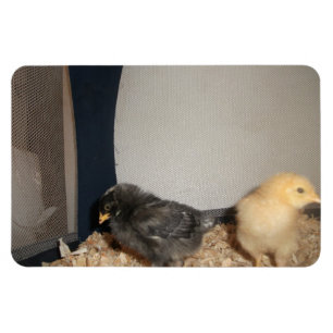 Chickar Magnet