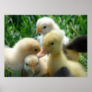 Chickar och vadhållning poster