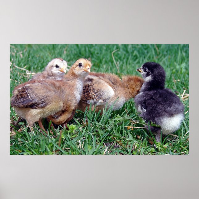Chickar Poster (Framsidan)