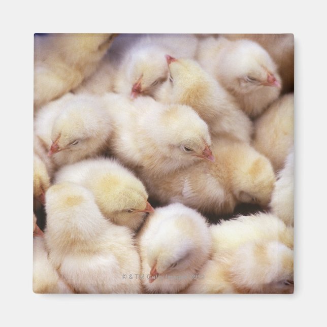 chickar, slaktkycklingar magnet (Framsidan)