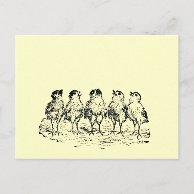 chickar vykort (Framsida)