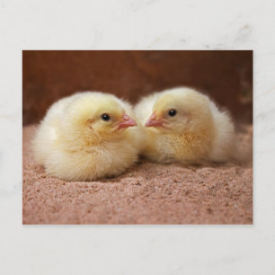 Chickar vykort