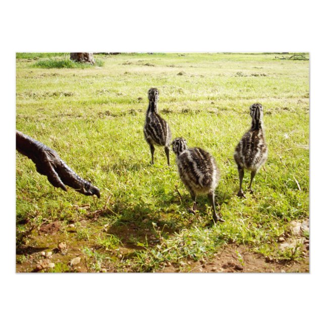 Chickarna Baby Emu och stoft Foot. Fototryck (Framsidan)