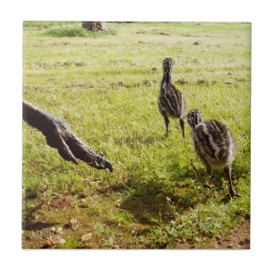 Chickarna Baby Emu och stoft Foot. Kakelplatta