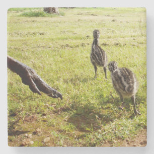 Chickarna Baby Emu och stoft Foot. Stenunderlägg