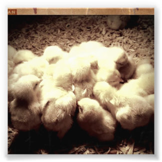 chickarna baby fototryck