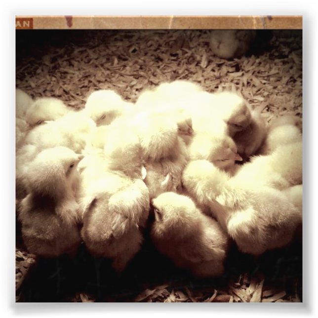 chickarna baby fototryck (Framsidan)