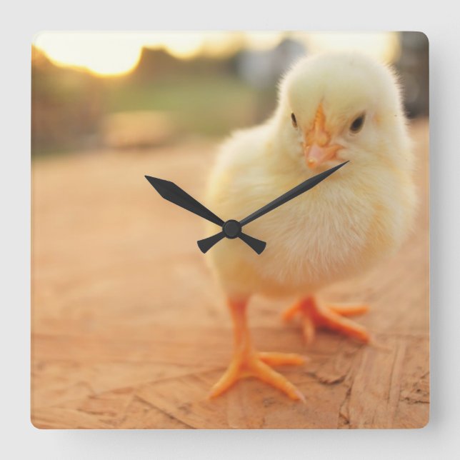 Chickarna baby fyrkantig klocka (Framsida)