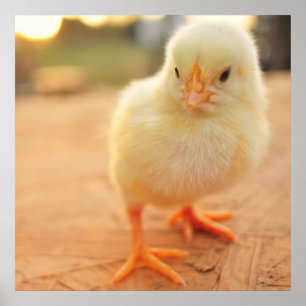 Chickarna baby poster
