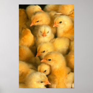 chickarna baby poster
