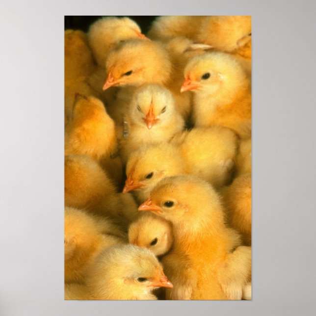 chickarna baby poster (Framsidan)