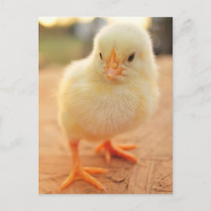 Chickarna baby vykort