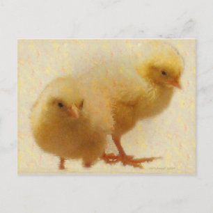 Chickarna baby vykort