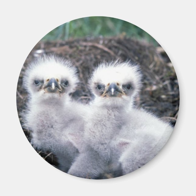 Chickarna örn magnet (Framsidan)