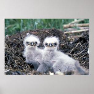 chickarna örn poster