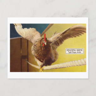 Chicken Acrobat Walking a Tight Rope Odness Vykort