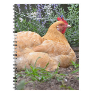 Chicken anteckningsbok