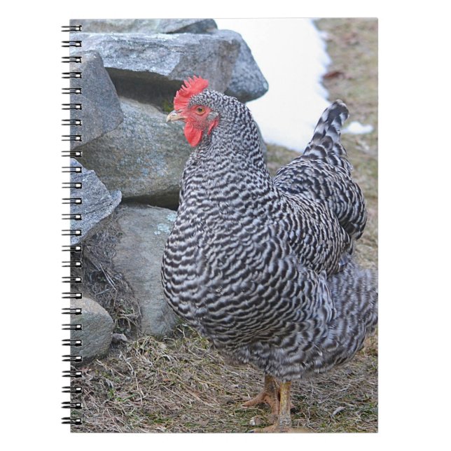 Chicken anteckningsbok (Framsidan)