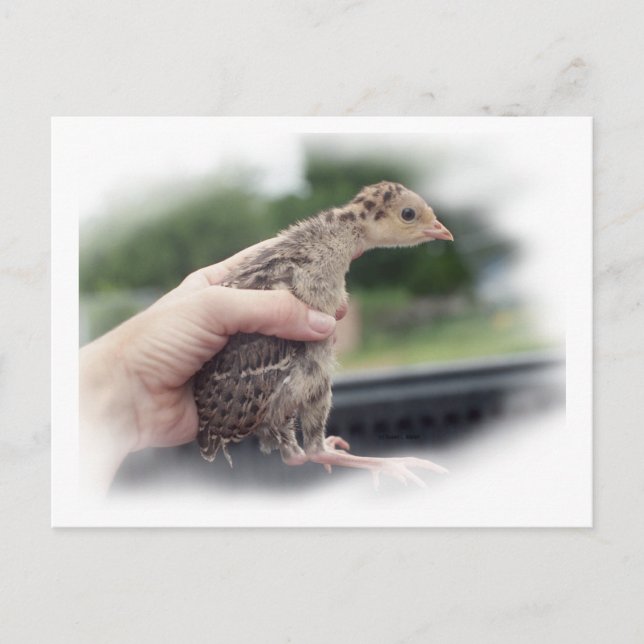 Chicken av kalkoner i baby hålls för hand vykort (Framsida)