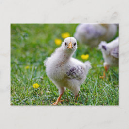 Chicken Baby Chick Photo Vykort
