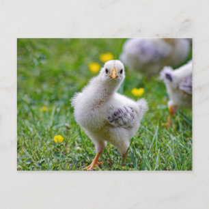 Chicken Baby Chick Photo Vykort