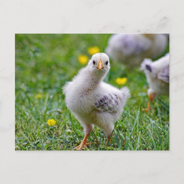 Chicken Baby Chick Photo Vykort (Framsida)
