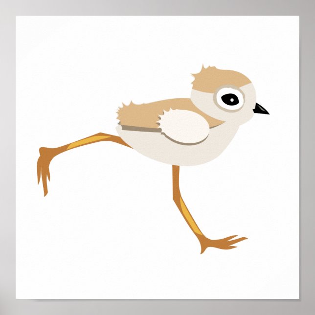Chicken Baby Sandpiper eller Piping Plover Poster (Framsidan)