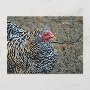 Chicken Black and White Hen Photo Vykort
