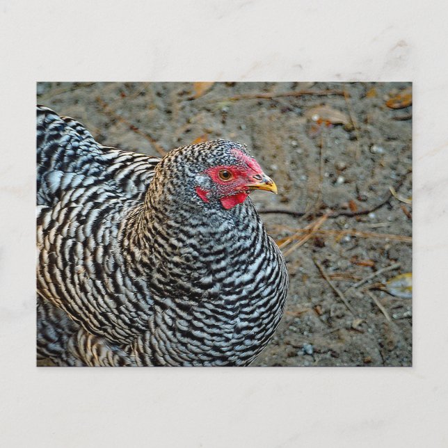 Chicken Black and White Hen Photo Vykort (Framsida)